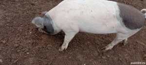 Șoldani de vânzare 