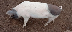 Șoldani de vânzare  - imagine 3