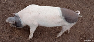 Șoldani de vânzare  - imagine 5