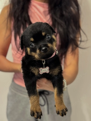 Vand Rottweiler 8 saptamani  - imagine 2