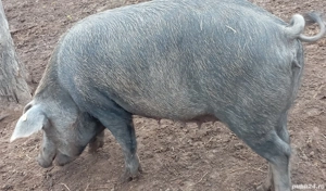 Porci de vânzare 