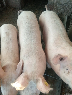 Porci de vanzare - imagine 2