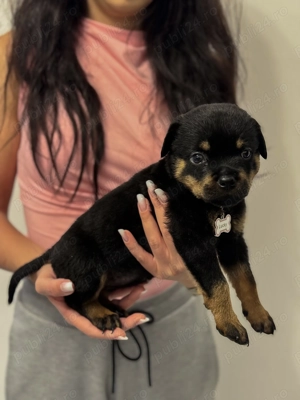 Vand Rottweiler 8 saptamani  - imagine 5