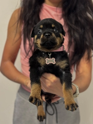 Vand Rottweiler 8 saptamani  - imagine 4