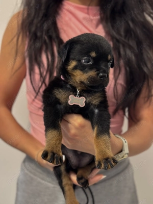 Vand Rottweiler 8 saptamani  - imagine 3