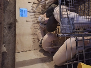 Porci de vanzare....