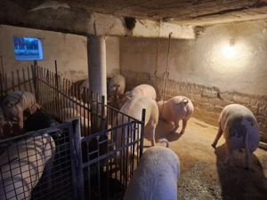 Porci de vanzare.... - imagine 3