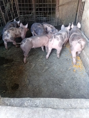 purcei pietrain 7 saptamini. - imagine 4 purcei pietrain 7 saptamini. - imagine 4