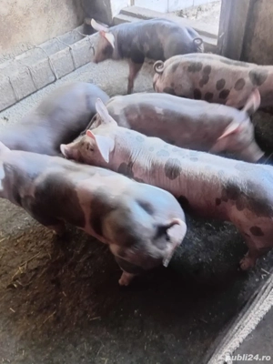 purcei 7 sptamini PIETRAIN - imagine 3