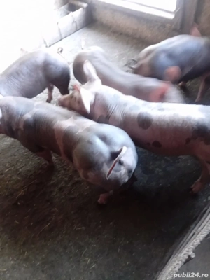 purcei pietrain 7 saptamini.