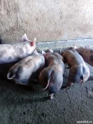 purcei pietrain 7 saptamini. - imagine 3 purcei pietrain 7 saptamini. - imagine 3