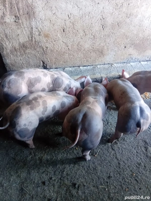 purcei pietrain 7 saptamini. - imagine 5 purcei pietrain 7 saptamini. - imagine 5