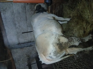 De vânzare viței crescuți natural - imagine 2