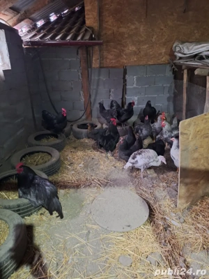 oua bio naturale - imagine 2 oua bio naturale - imagine 2