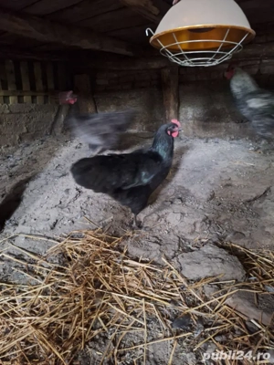 oua bio naturale - imagine 3 oua bio naturale - imagine 3