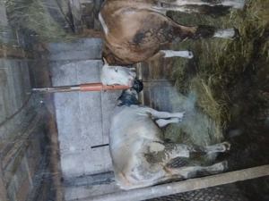 De vânzare viței crescuți natural - imagine 3