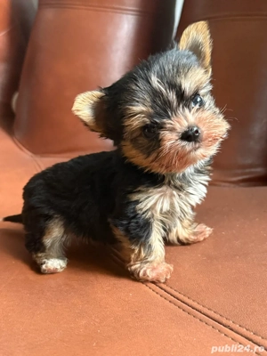 Yorkshire terrier