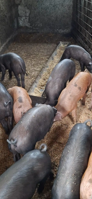 OFERTA Purcei sanatosi si ideali pentru gospodarie  - imagine 3