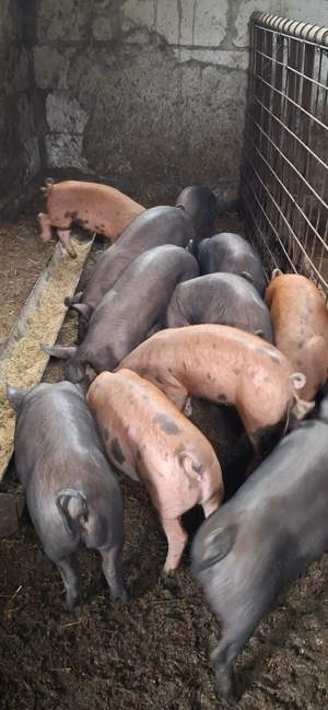 OFERTA Purcei sanatosi si ideali pentru gospodarie  - imagine 2