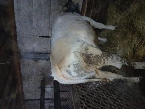 De vânzare viței crescuți natural - imagine 5