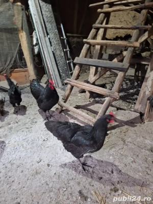 oua bio naturale - imagine 4 oua bio naturale - imagine 4