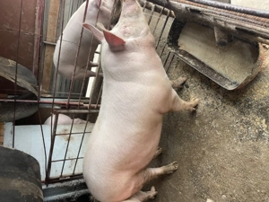 Porci Crescuți Natural!!! - imagine 2