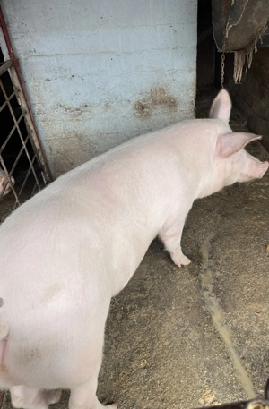 Porci Crescuți Natural!!!