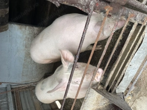 Porci Crescuți Natural!!! - imagine 3