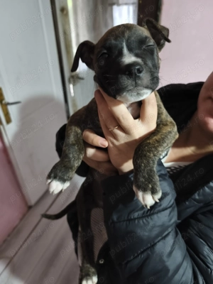 Puiuți Amstaff in căutarea unei noi familii iubitoare  - imagine 2