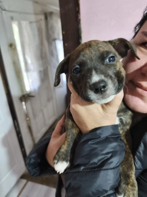 Puiuți Amstaff in căutarea unei noi familii iubitoare  - imagine 5