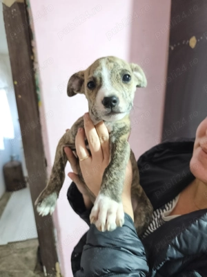 Puiuți Amstaff in căutarea unei noi familii iubitoare  - imagine 4