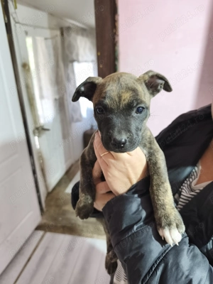 Puiuți Amstaff in căutarea unei noi familii iubitoare  - imagine 3