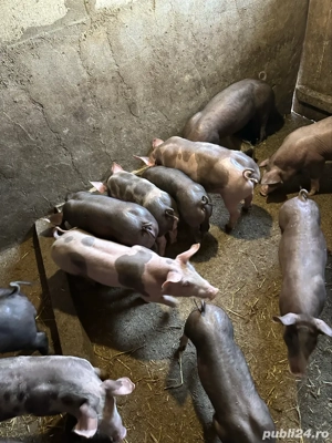 purcei pietrain belgian - imagine 3 purcei pietrain belgian - imagine 3