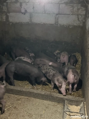 purcei pietrain belgian