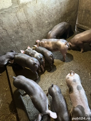 purcei pietrain belgian - imagine 5 purcei pietrain belgian - imagine 5