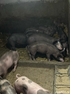 purcei pietrain belgian - imagine 2 purcei pietrain belgian - imagine 2