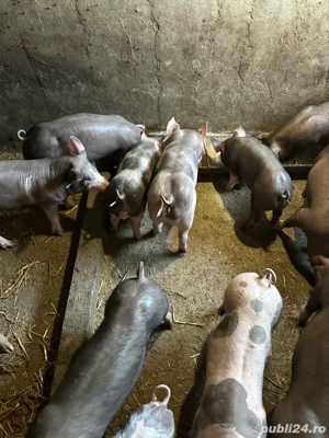 purcei pietrain belgian - imagine 4 purcei pietrain belgian - imagine 4