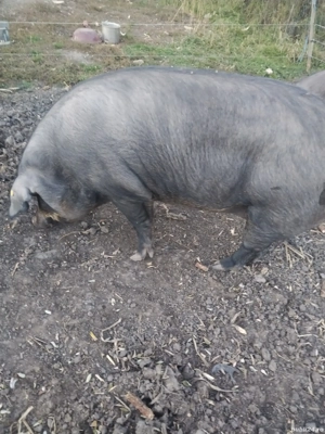 Vînd porc  - imagine 2