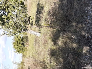 teren extravilan in paulesti prahova  - imagine 3