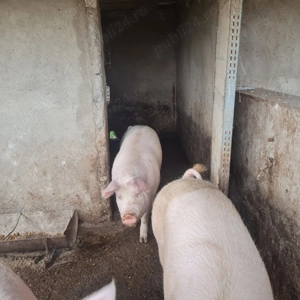 Vând porci Marele Alb și Landrace  - imagine 2