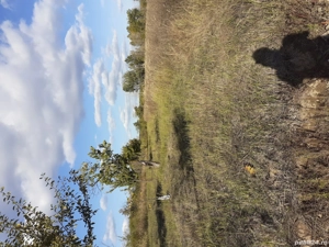 teren extravilan in paulesti prahova  - imagine 4