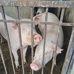 Vând porci Marele Alb și Landrace 