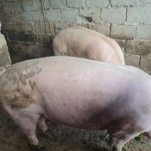 Vând porci Marele Alb și Landrace  - imagine 3