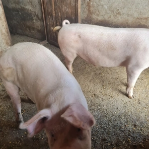Vând porci Marele Alb și Landrace  - imagine 5