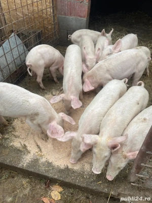 Șoldei de vânzare  - imagine 3