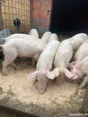 Șoldei de vânzare  - imagine 2