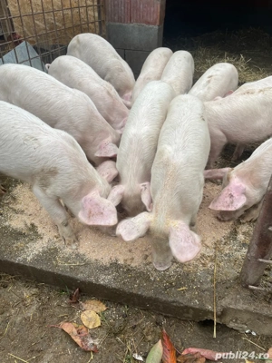 Șoldei de vânzare  - imagine 4