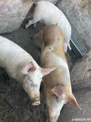 vand porci 80-150kg - imagine 2
