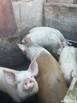 vand porci 80-150kg - imagine 3