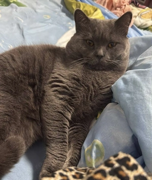 Motan British shorthair